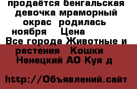 продаётся бенгальская девочка(мраморный окрас).родилась 5ноября, › Цена ­ 8 000 - Все города Животные и растения » Кошки   . Ненецкий АО,Куя д.